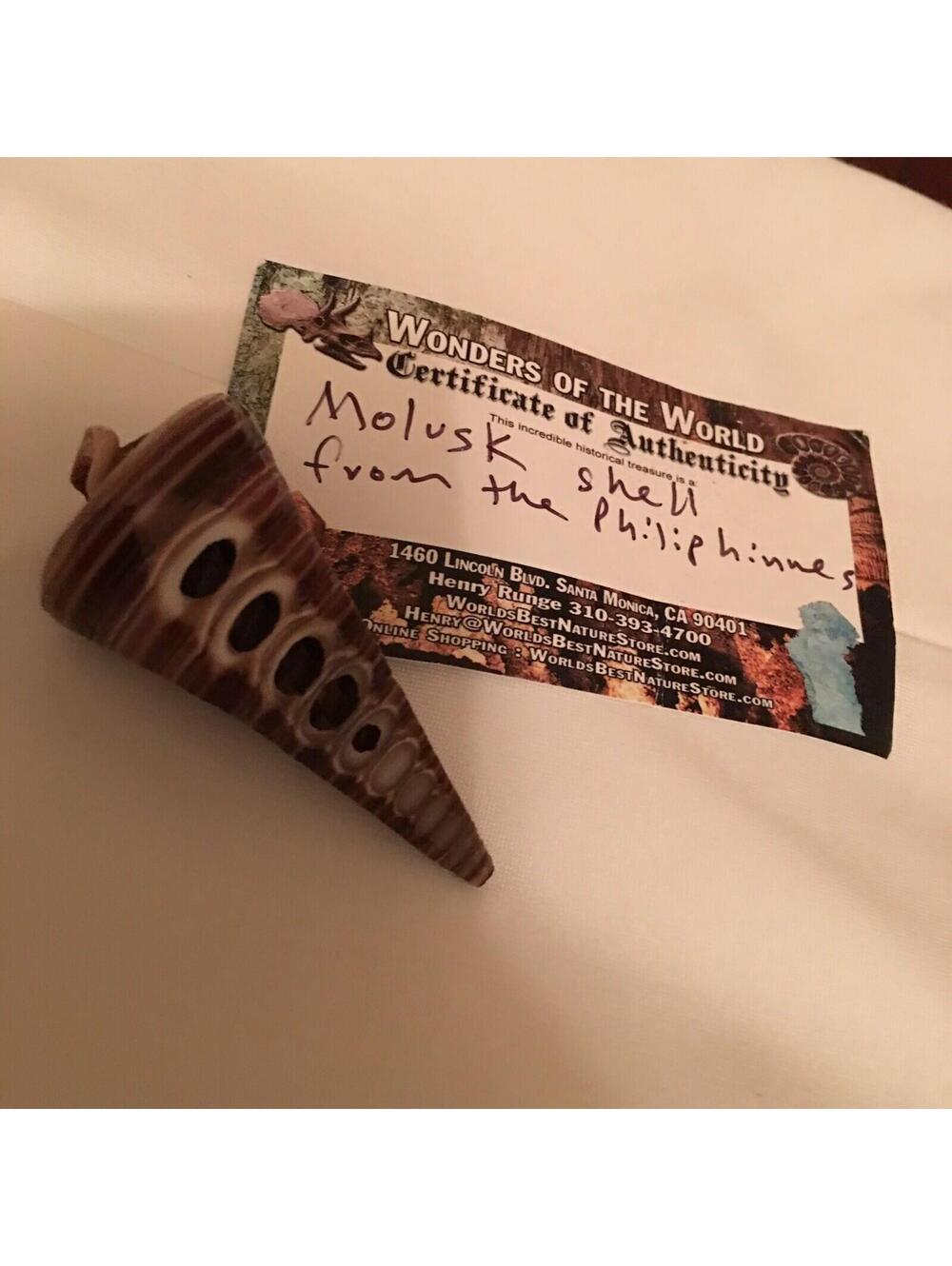 Brown Mollusk Sea Shell From The Philippines